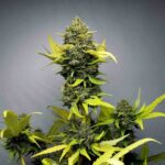 Mochi Gelato Mochi Gelato