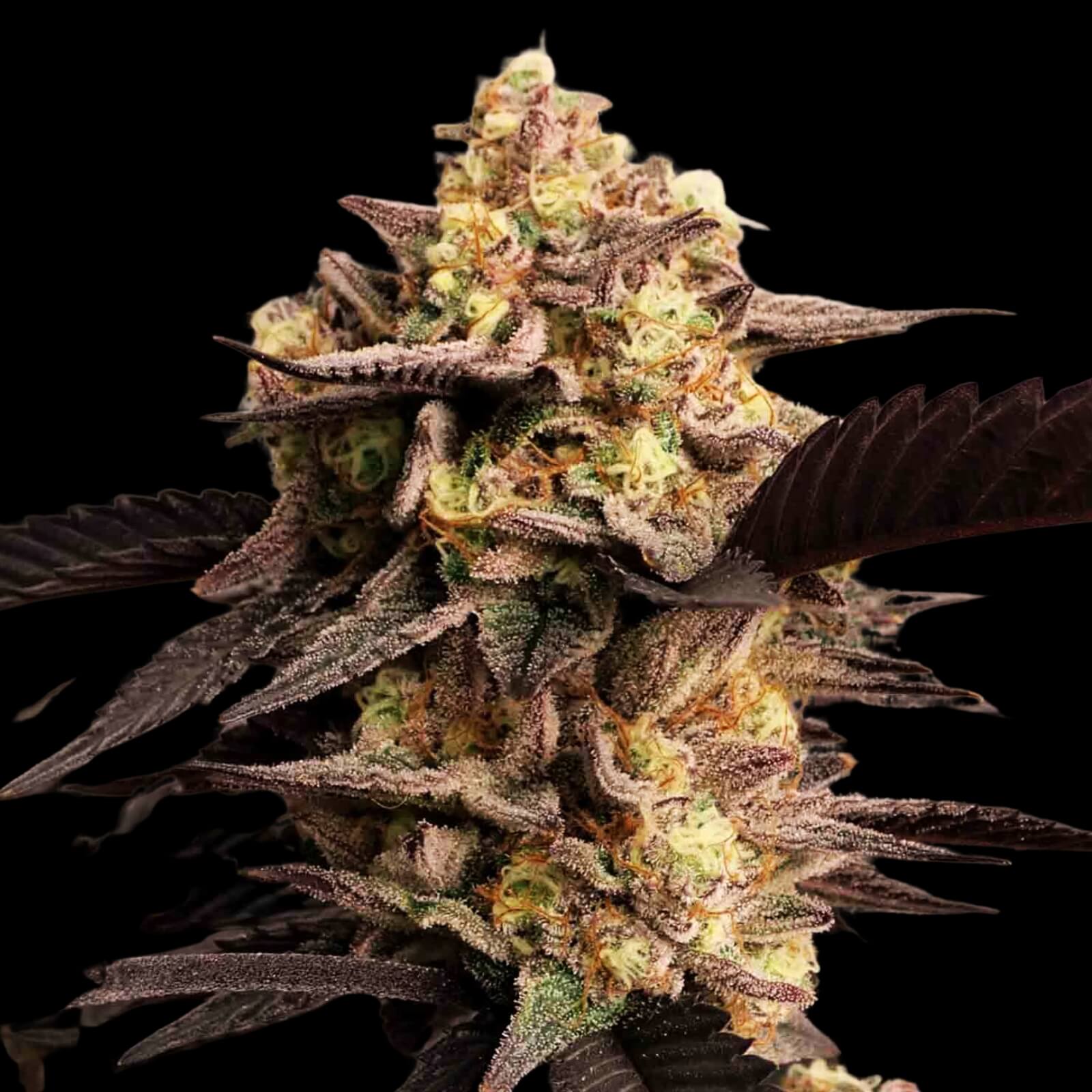 Alien Rock Candy Strain - Feminized Cannabis Seeds