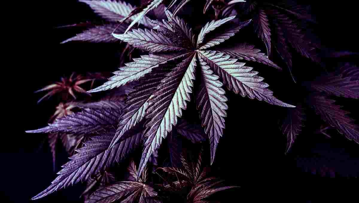 Marihuana morada