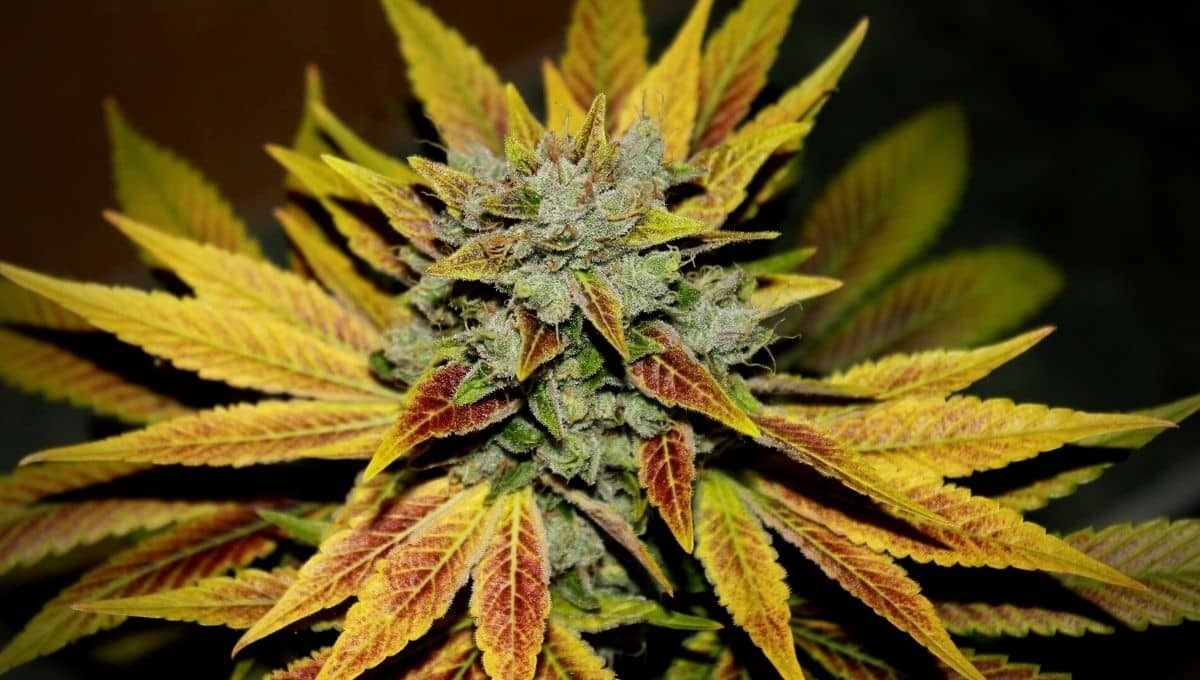 marihuana-mas-potente