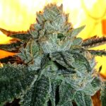 Black Zkittlez Wood Fast Version