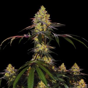 Zkittlez Lemon Haze Auto - Autoflowering Cannabis Seeds