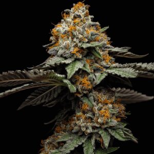 San Bacio Gelato Weed Strain