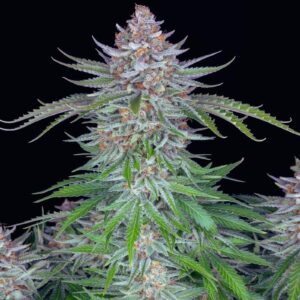 Strawberry Pie Auto Weed Strain