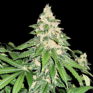 Gush Mints Weed Strain