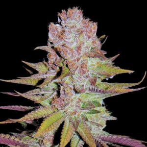 Blueberry Cheesecake Weed Strain