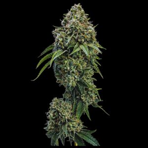 Gary Payton OG Strain Feminized Seeds