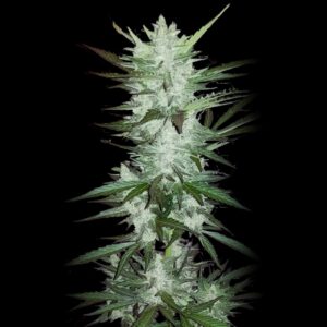 Lemon Cookies Strain Weed