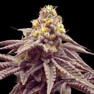 Oreoz x Spritzer Strain Seeds
