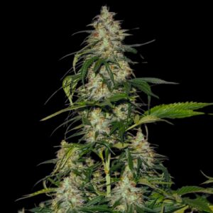 Amnesia Lemon Auto - Autoflowering Cannabis Seeds