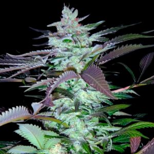 Jack Black Auto - Autoflowering Cannabis Seeds