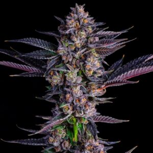 Lemon Sherbert Purple Strain Weed