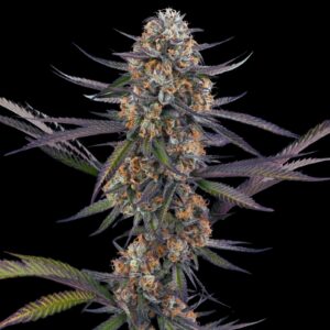 Purple Thai Strain Weed - Feminized Seeds