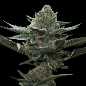 Rainmaker Strain Weed Feminized Seeds