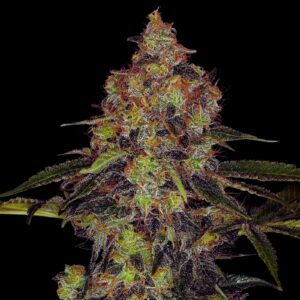 Shishkaberry Weed Strain Feminized Seeds