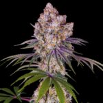 Acai Cake Strain Weed - Feminized Cannabis Seeds