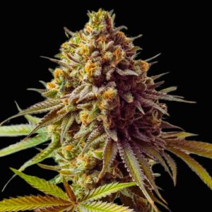 Cereal Milk Weed Strain - Feminized Seeds