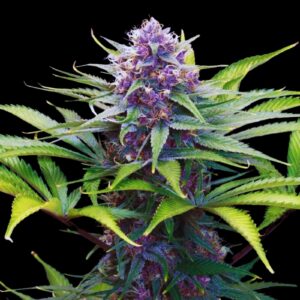 Cherry AK Strain Weed - Feminized Seeds