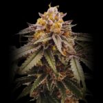 Lemon Acai Strain - Feminized Cannabis Seeds