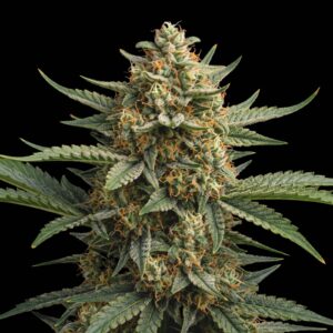 Northern Critical Auto