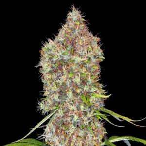 Rosenthal Strain Weed - Feminized Seeds