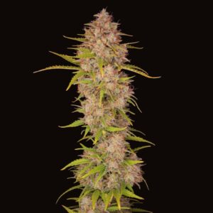 Sherbet Auto Autoflowering Cannabis Seeds