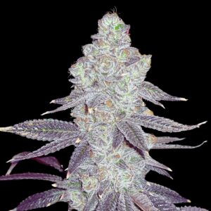 White Truffle Strain Weed - Feminized Cannabis Seeds
