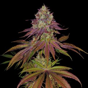 Mimosa Strain - Feminized Cannabis Seeds