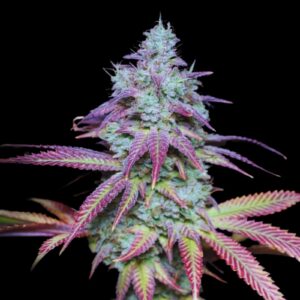 Purple Candy Strain - Feminized Cannabis Seeds