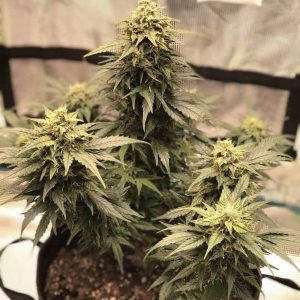 White Widow CBD Auto