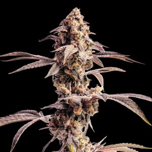 Agent Orange Strain - Feminized Cannabis Seeds - Bulk Genetics