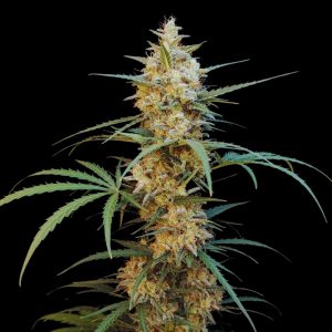 Chemdawg Auto - Autoflowering Cannabis Seeds - Bulk Genetics
