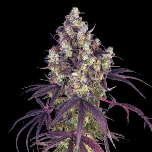 Lemon Cherry Gelato Strain - Feminized Cannabis Seeds - Bulk Genetics
