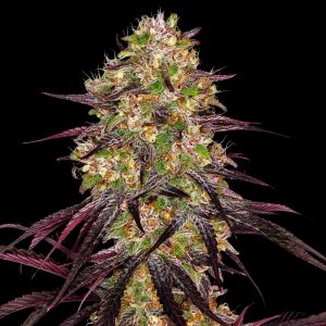 Purple Urkle Strain - Feminized Cannabis Seeds