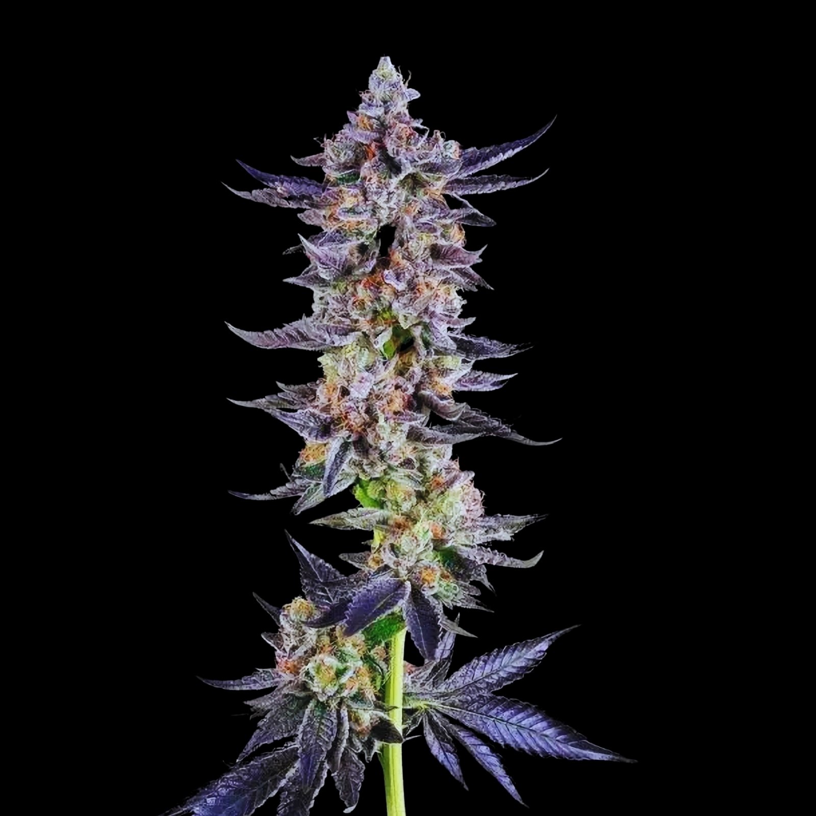 apple tartz strain - feminized cannabis seeds