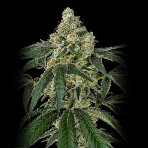 Matanuska Tundra - Semillas de marihuana feminizadas