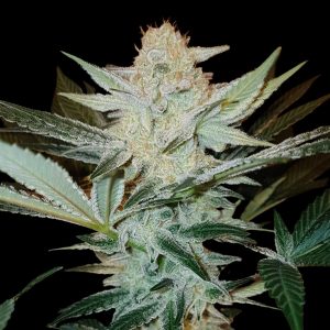 Amnesia Cookies - Semillas Feminizadas