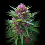 Panama Red - Semillas de Marihuana Feminizadas