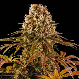 strawberry lemonade - semillas marihuana feminizadas