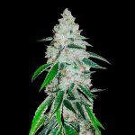 West Coast OG Auto - Semillas Autoflorecientes