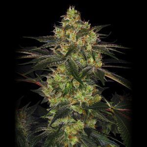 Widow Chem - Semillas feminizadas de cannabis