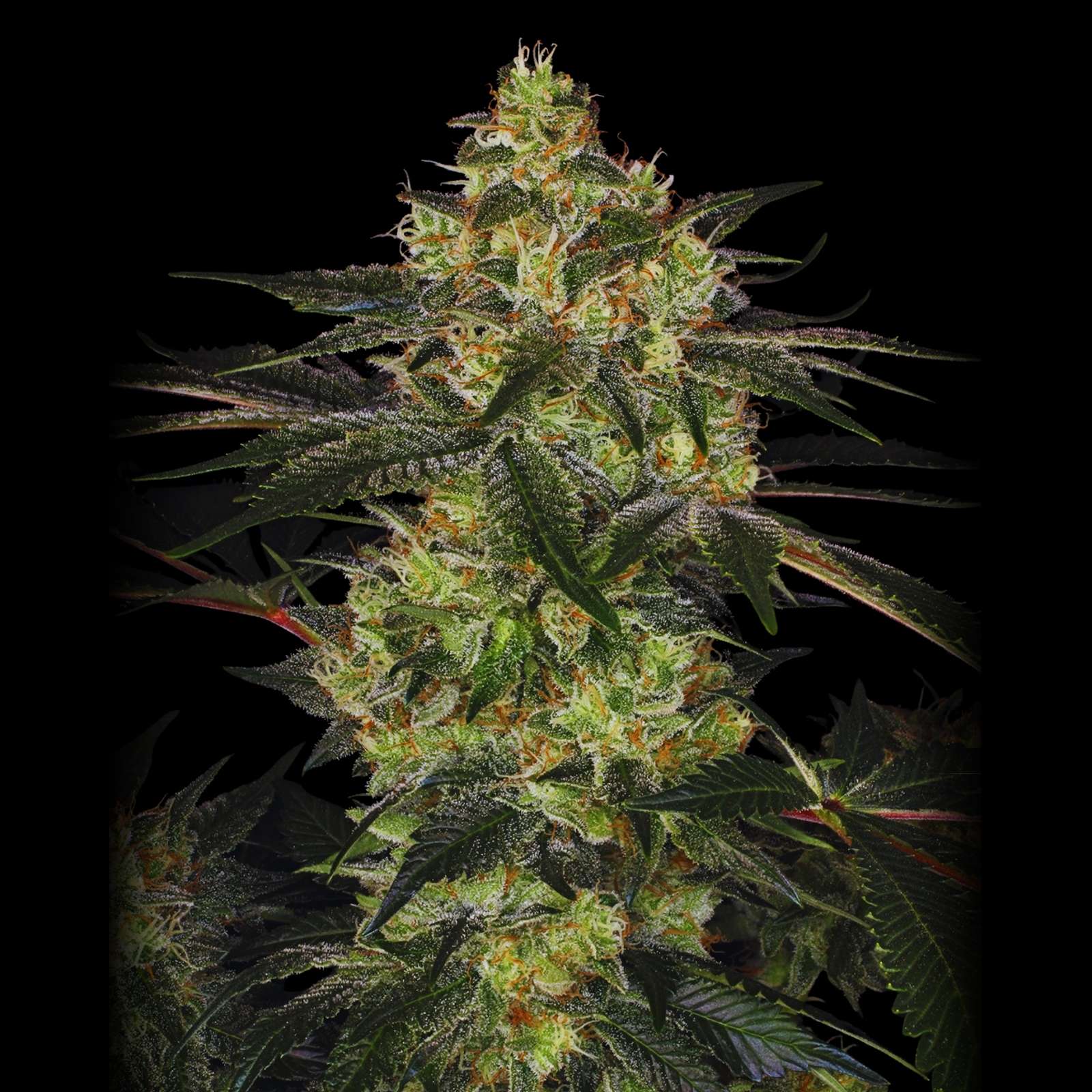 Widow Chem - Semillas feminizadas de cannabis