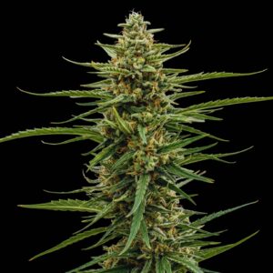 Colombian Gold - Semillas Feminizadas de Marihuana - Bulk Genetics