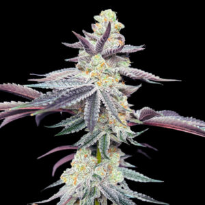 Apple Fritter