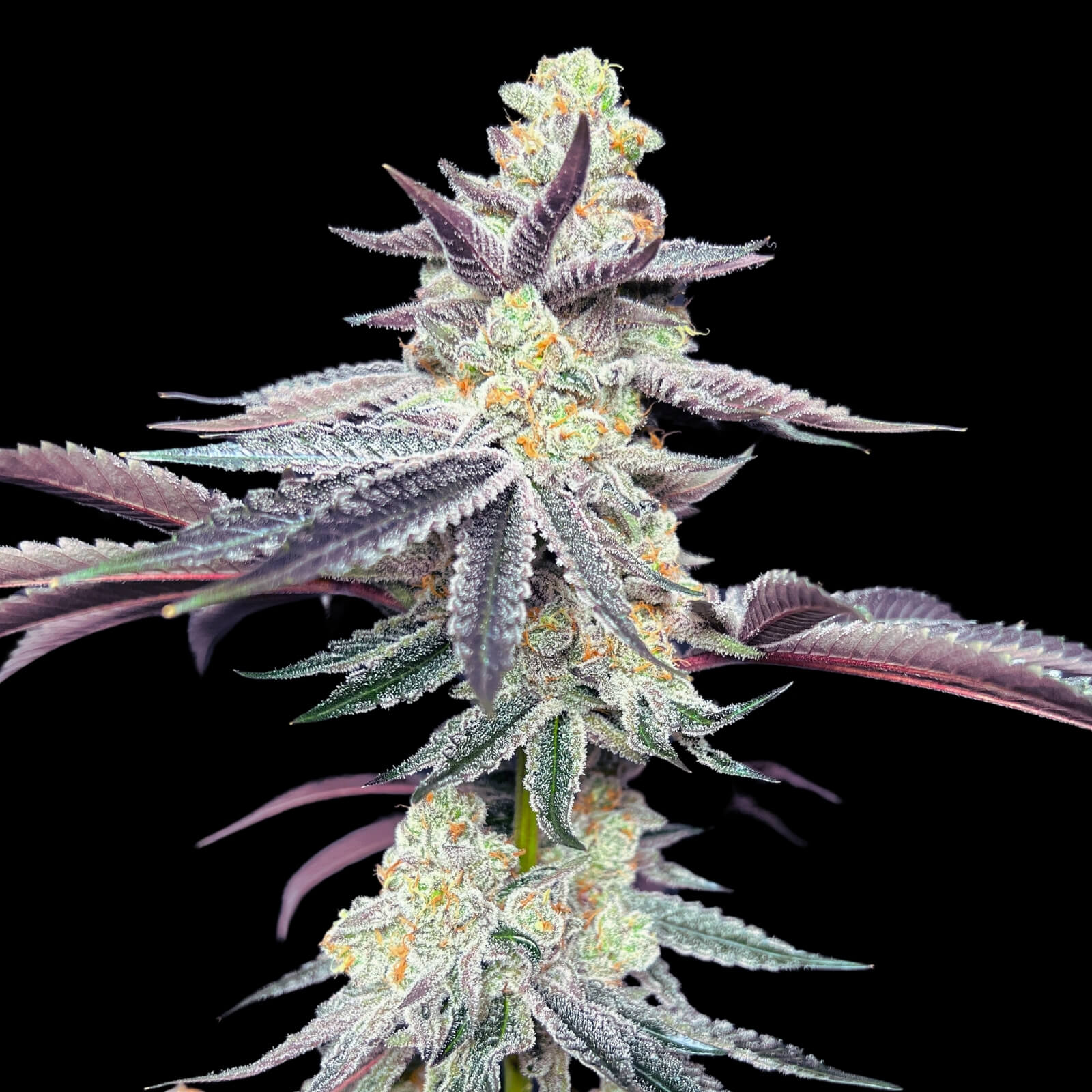 Apple Fritter