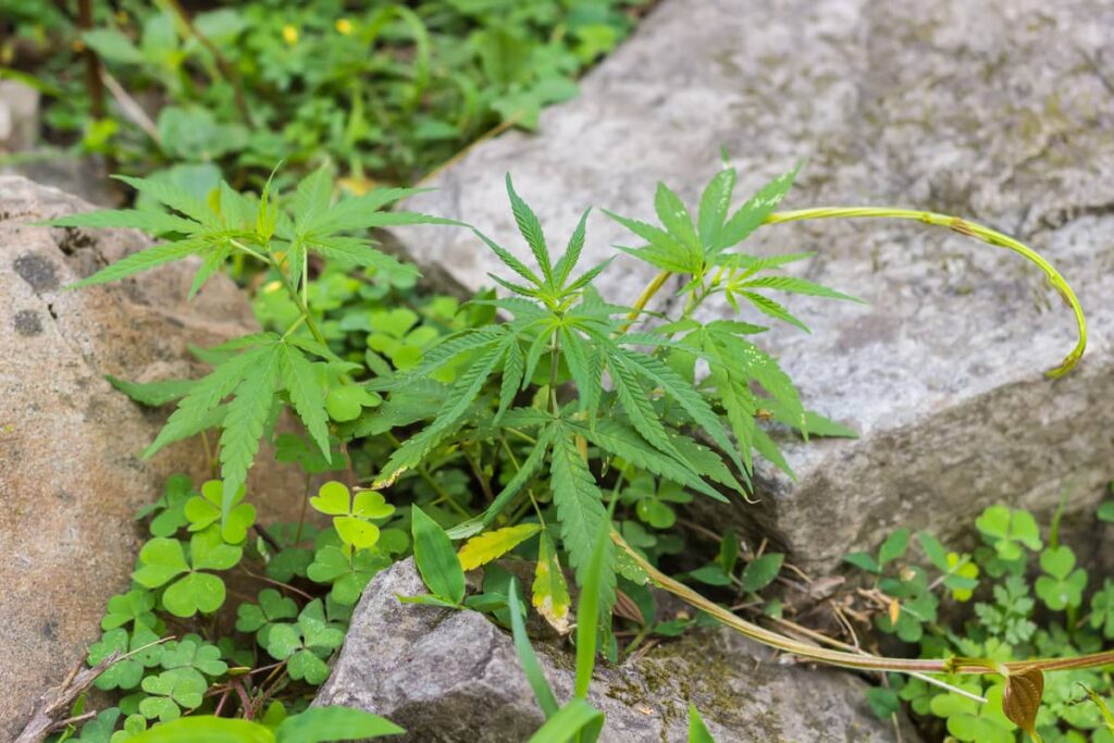 Planta de cannabis creciendo entre piedras en el Himalaya