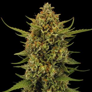 Acapulco Gold