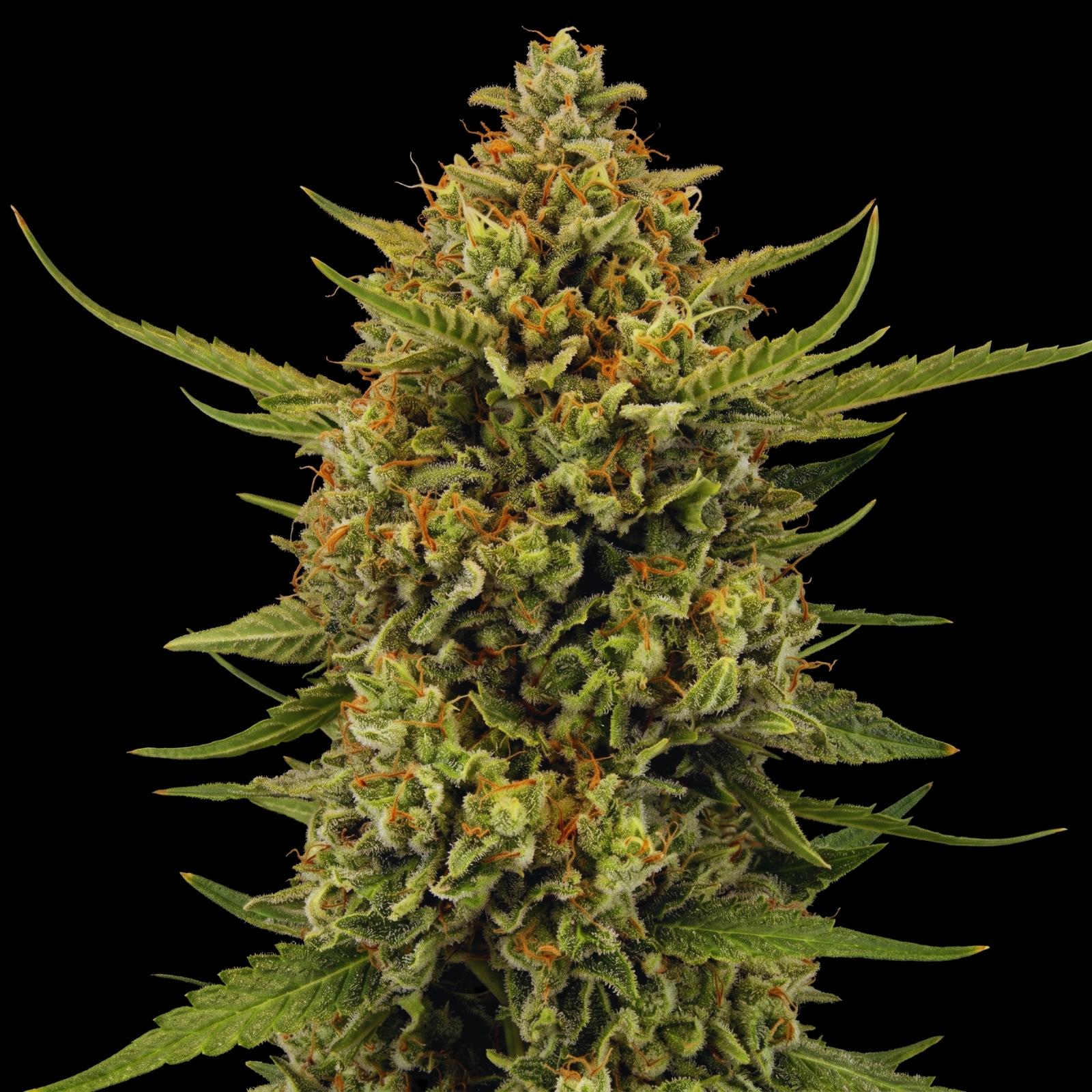 Acapulco Gold