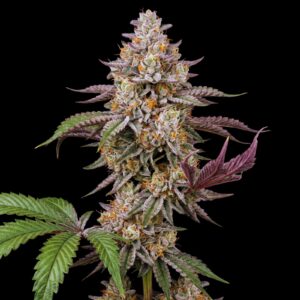 Alien OG