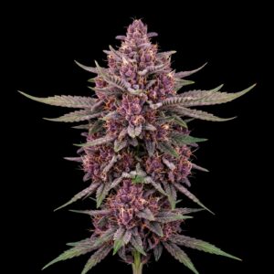 Black Cherry